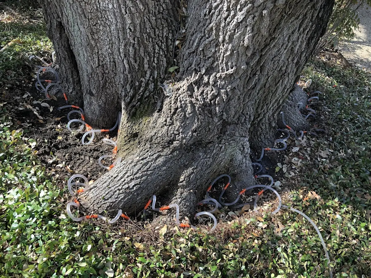 Detailed Tree Cabling and Bracing job site in Rohwer